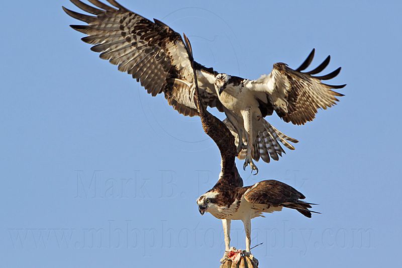 _MG_3179 Osprey.jpg
