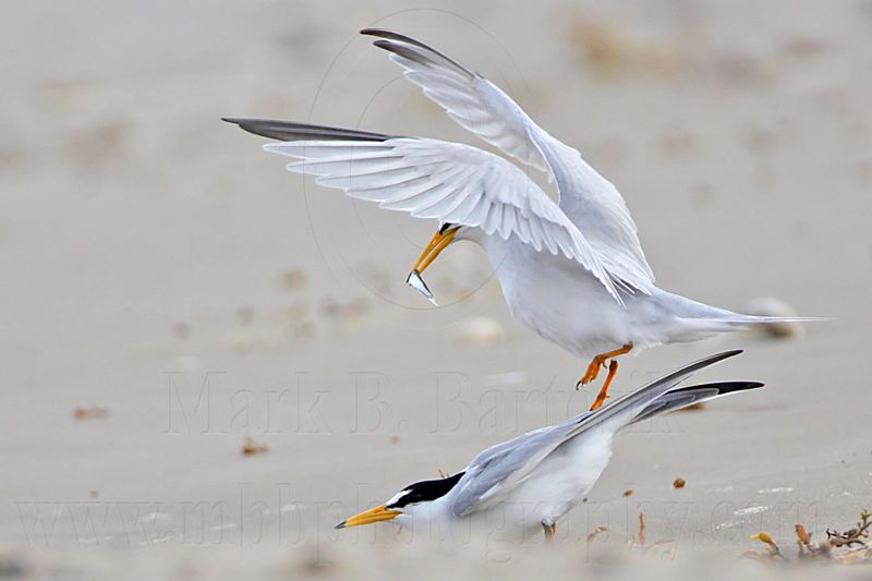 _MG_4087 Least Tern.jpg
