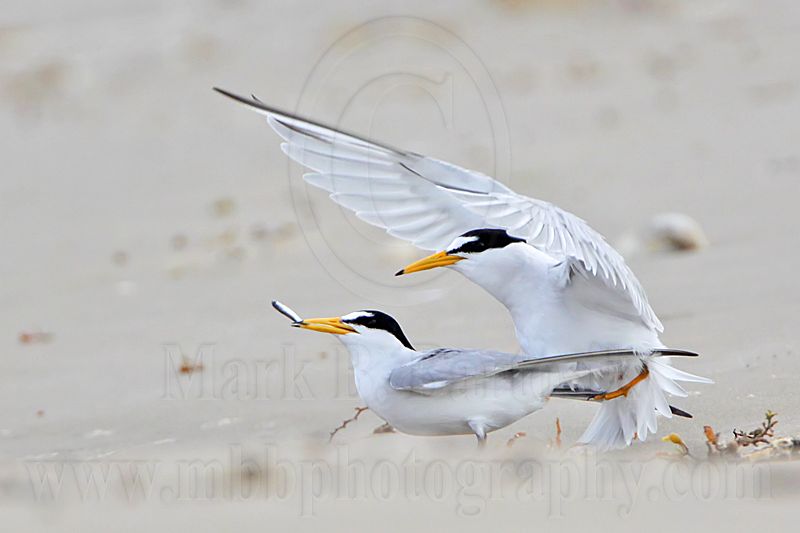 _MG_4100 Least Tern.jpg