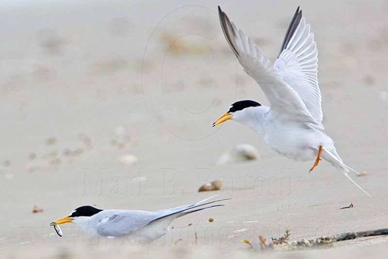 _MG_4102 Least Tern.jpg