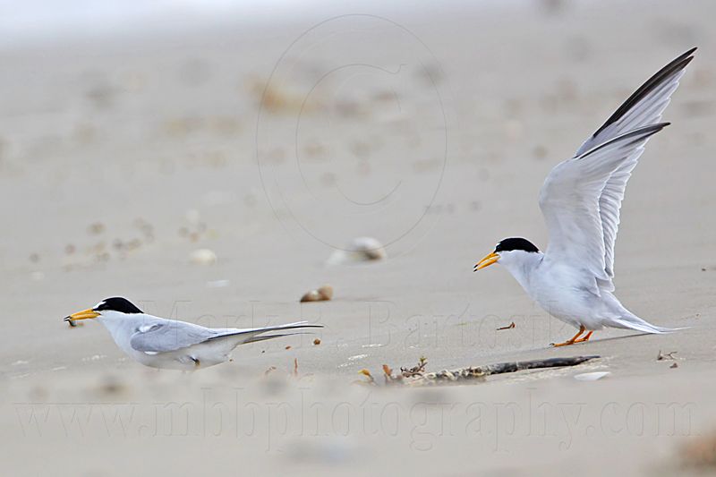 _MG_4104 Least Tern.jpg