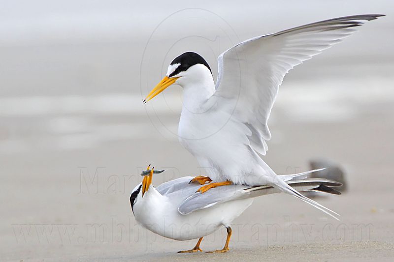 _MG_4219 Least Tern.jpg