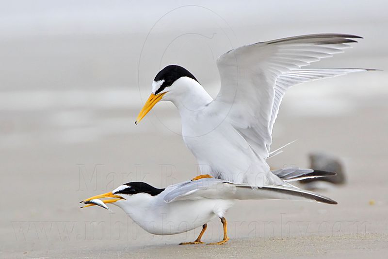 _MG_4221 Least Tern.jpg
