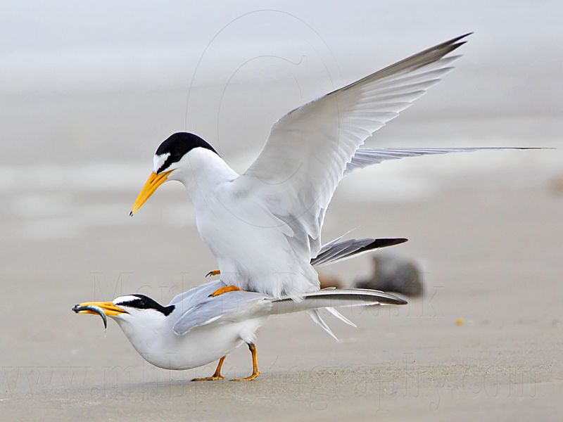 _MG_4222 Least Tern.jpg