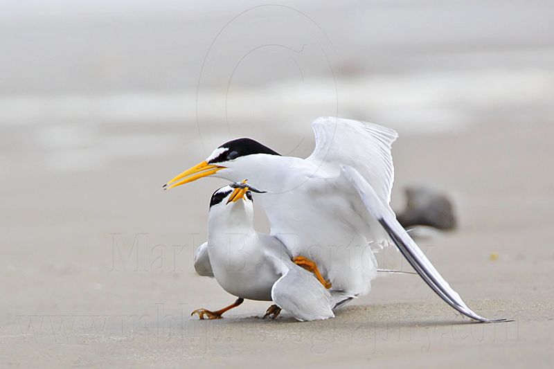 _MG_4225 Least Tern.jpg
