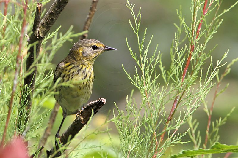 _MG_8643 Cape May Warbler.jpg