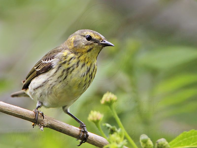 _MG_8759 Cape May Warbler.jpg