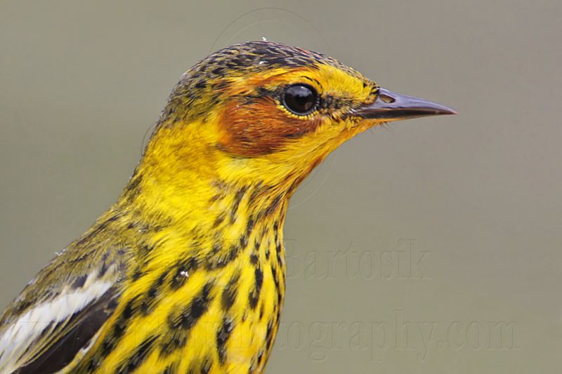 _MG_8968 Cape May Warbler.jpg