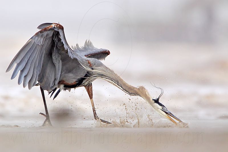 _MG_3741 Great Blue Heron.jpg