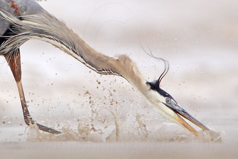 _MG_3741crop Great Blue Heron.jpg