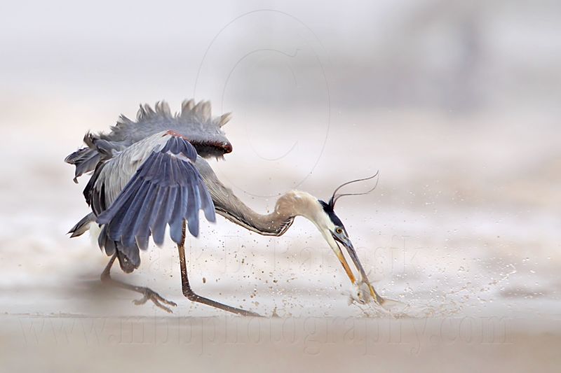 _MG_3742 Great Blue Heron.jpg