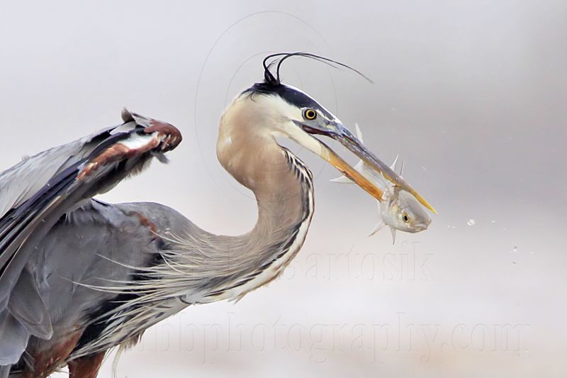 _MG_3745crop Great Blue Heron.jpg