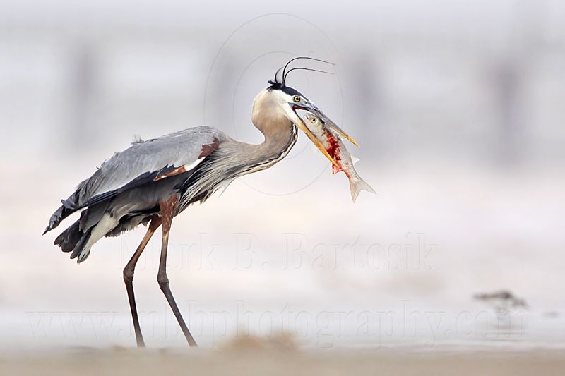 _MG_3829 Great Blue Heron.jpg