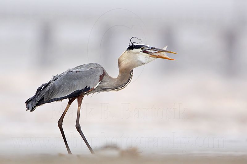 _MG_3836 Great Blue Heron.jpg