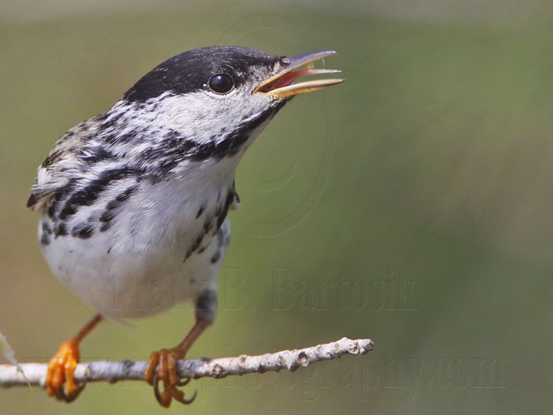 _MG_6947 Blackpoll Warbler.jpg