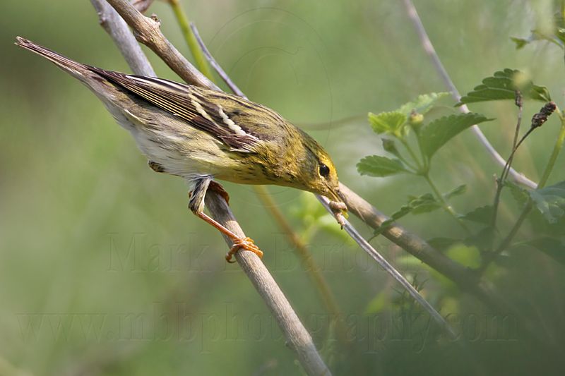 _MG_7309 Blackpoll Warbler.jpg