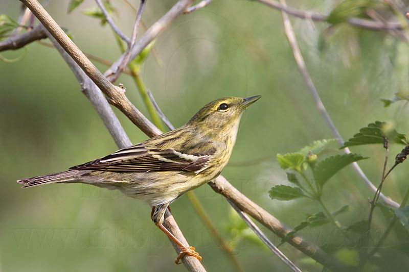 _MG_7319 Blackpoll Warbler.jpg
