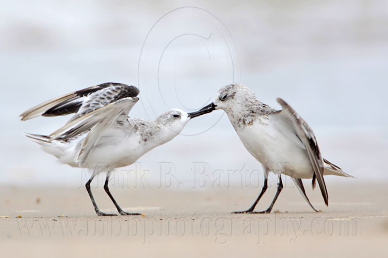 _MG_6215 Sanderling.jpg