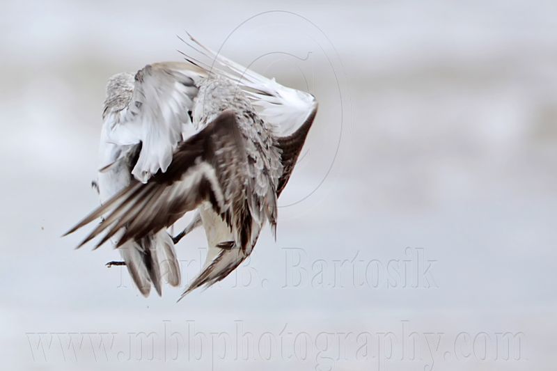 _MG_6216 Sanderling.jpg