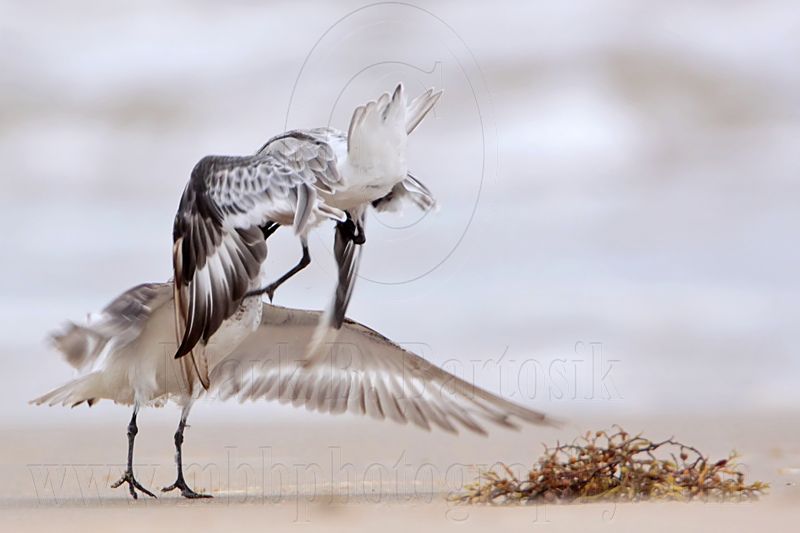 _MG_6221 Sanderling.jpg