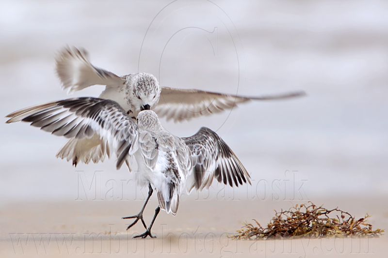 _MG_6222 Sanderling.jpg