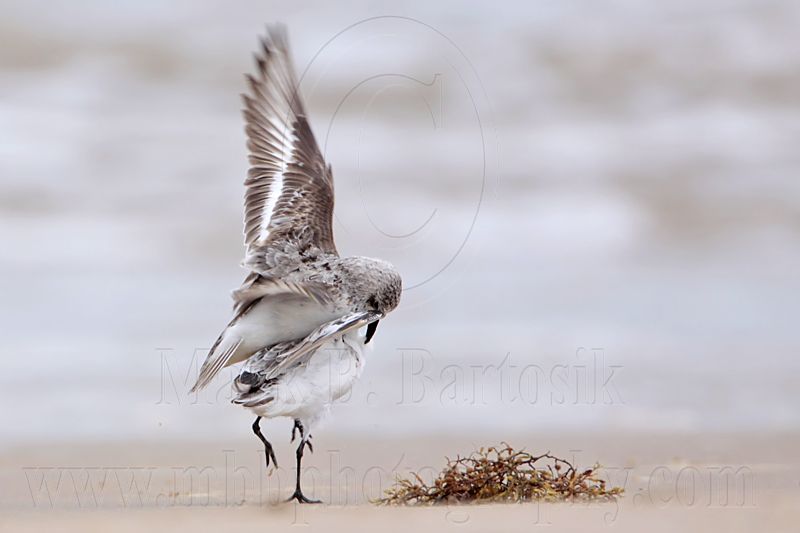 _MG_6223 Sanderling.jpg