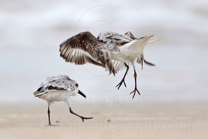 _MG_6228 Sanderling.jpg