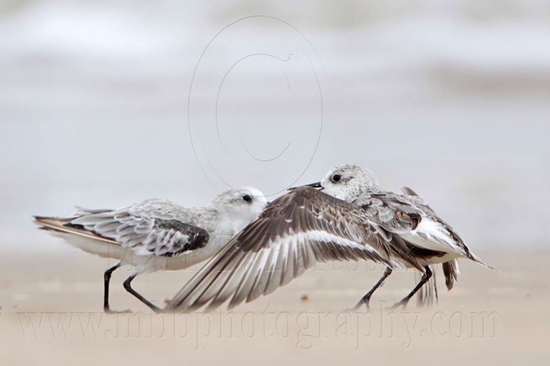 _MG_6229 Sanderling.jpg