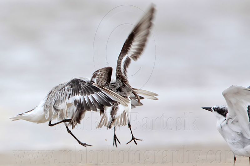 _MG_6232 Sanderling & Least Tern.jpg