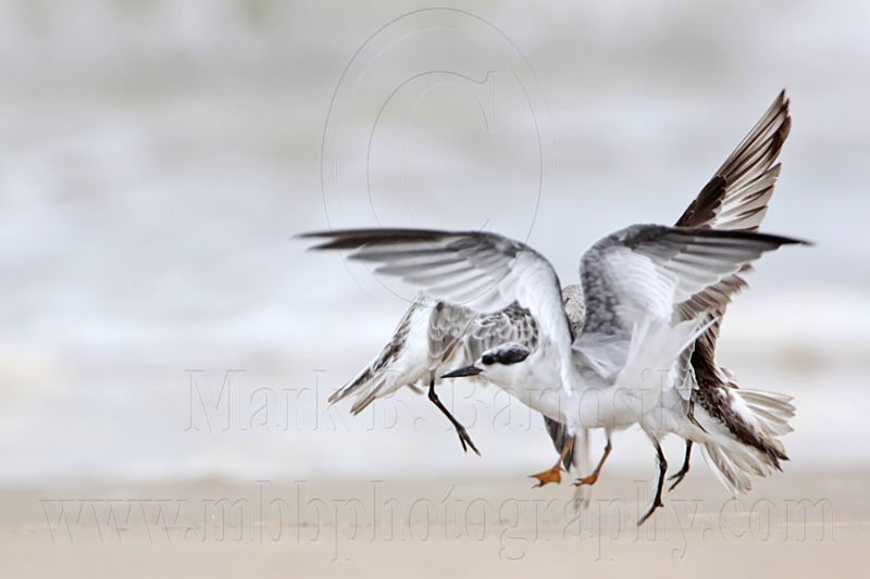 _MG_6233 Sanderling & Least Tern.jpg