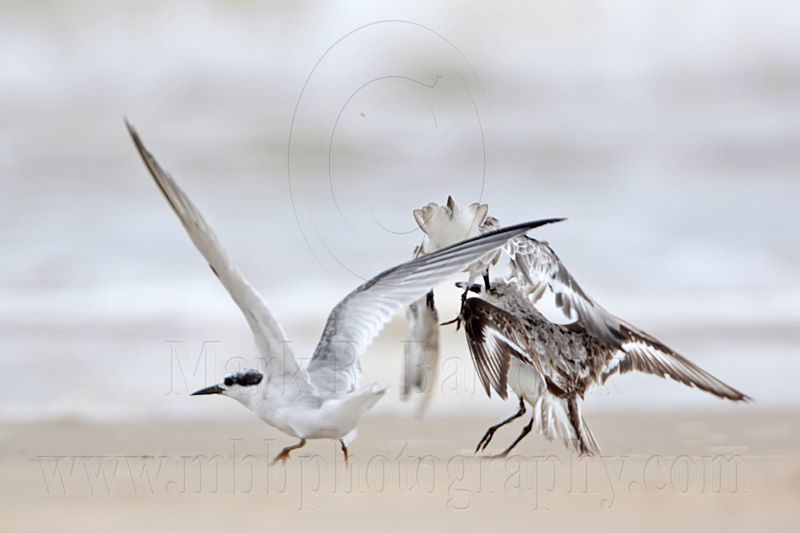 _MG_6234 Sanderling & Least Tern.jpg