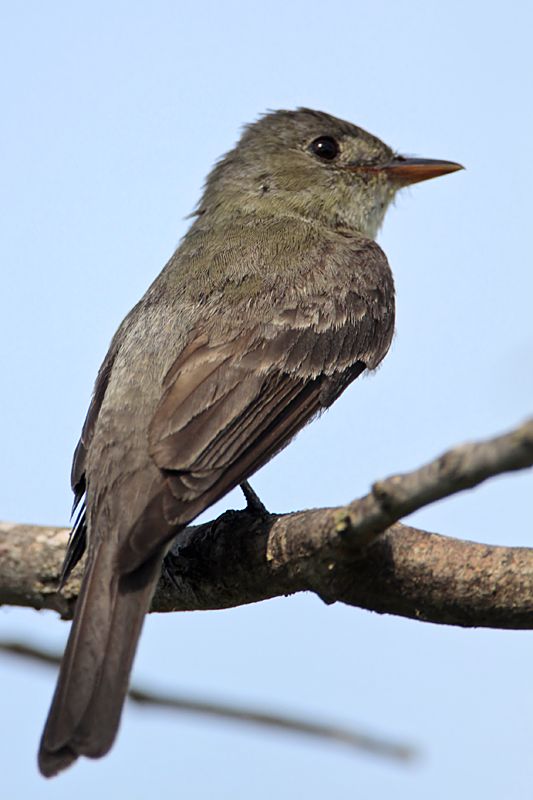 _MG_5668 Olive-sided Flycatcher.jpg