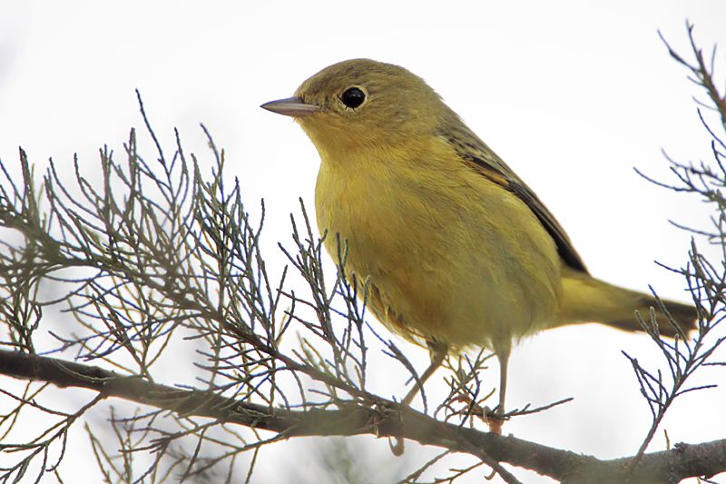 _MG_7742 Yellow Warbler.jpg
