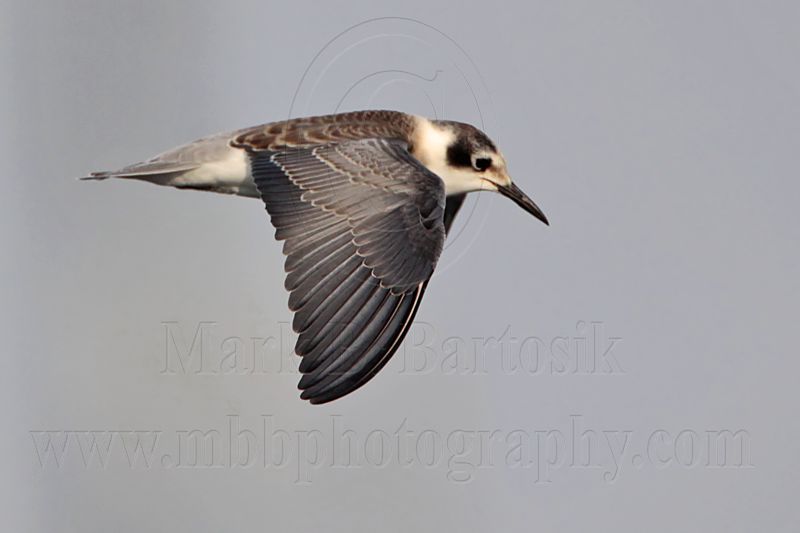 _MG_4330 Black Tern.jpg