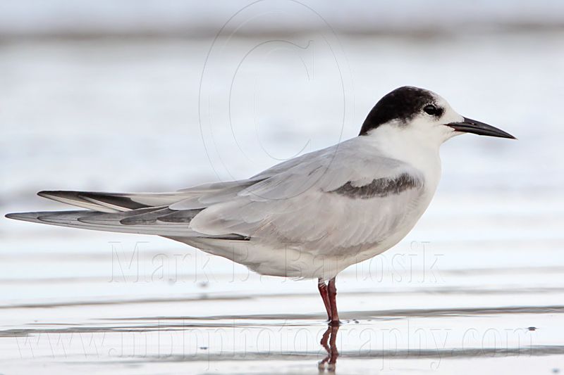 _MG_7843 Common Tern.jpg