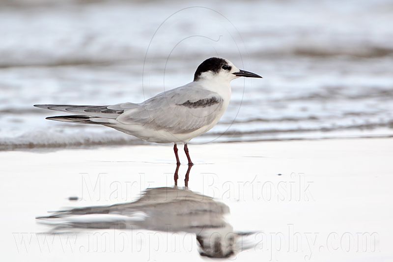 _MG_7877 Common Tern.jpg