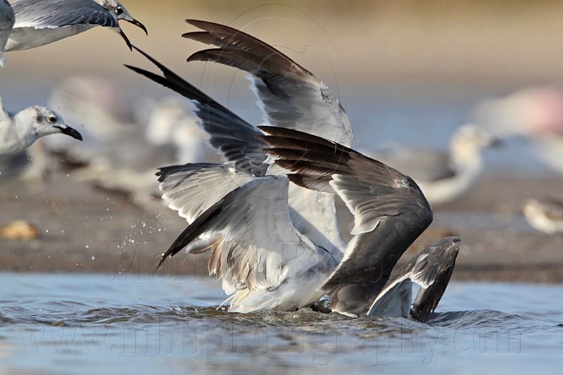 _MG_5645 Laughing Gull.jpg