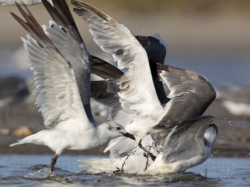 _MG_5649 Laughing Gull.jpg