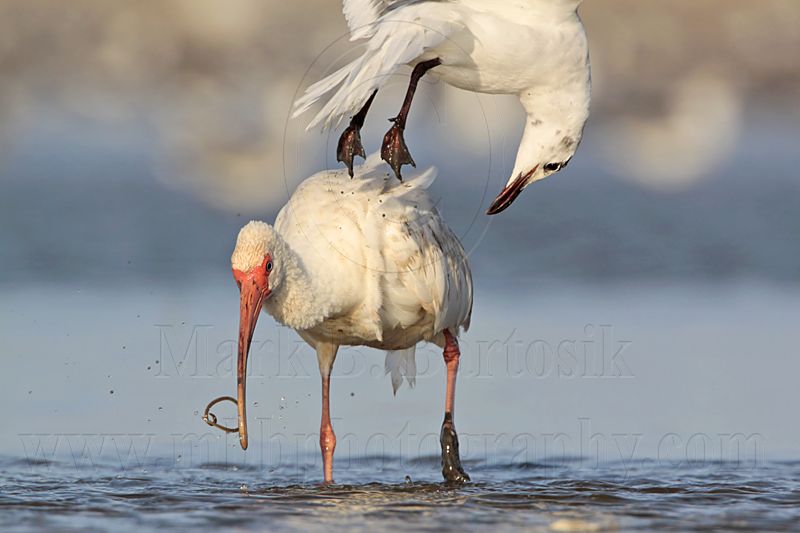 _MG_5762 White Ibis & Laughing Gull.jpg