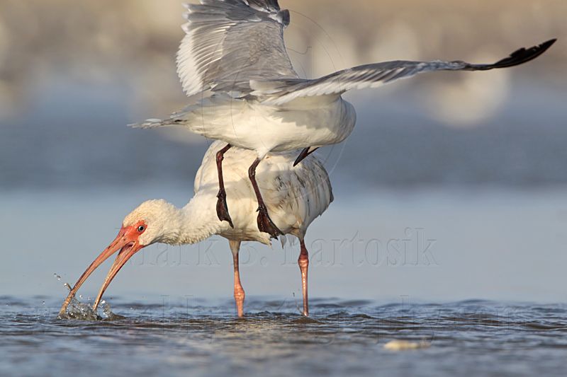 _MG_5763 White Ibis & Laughing Gull.jpg