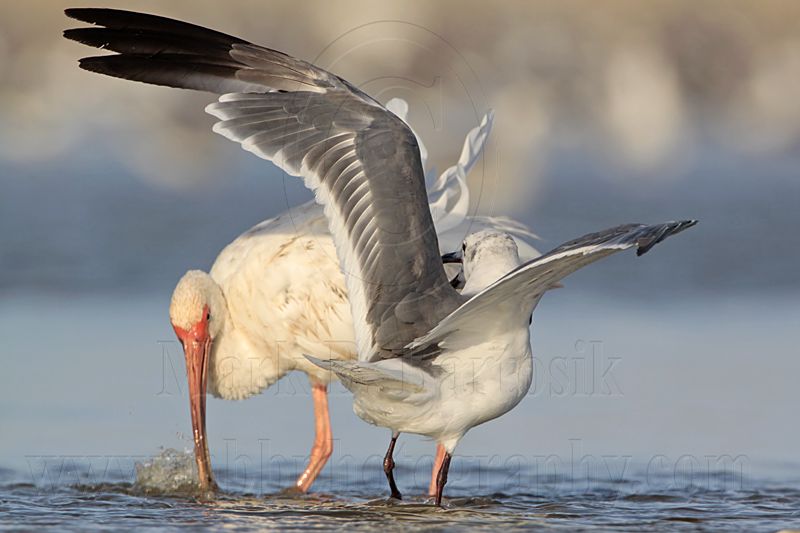 _MG_5767 White Ibis & Laughing Gull.jpg