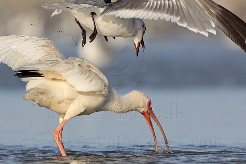 _MG_5792 White Ibis & Laughing Gull.jpg