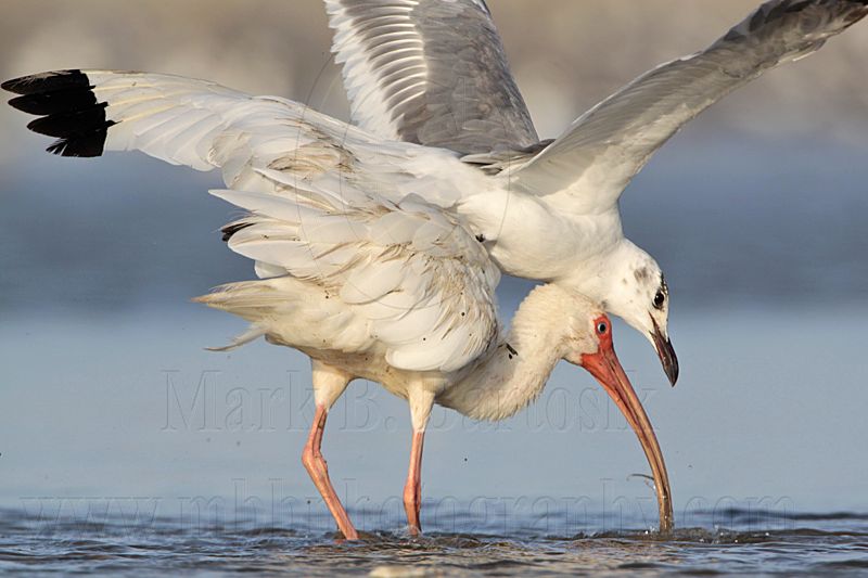 _MG_5794 White Ibis & Laughing Gull.jpg