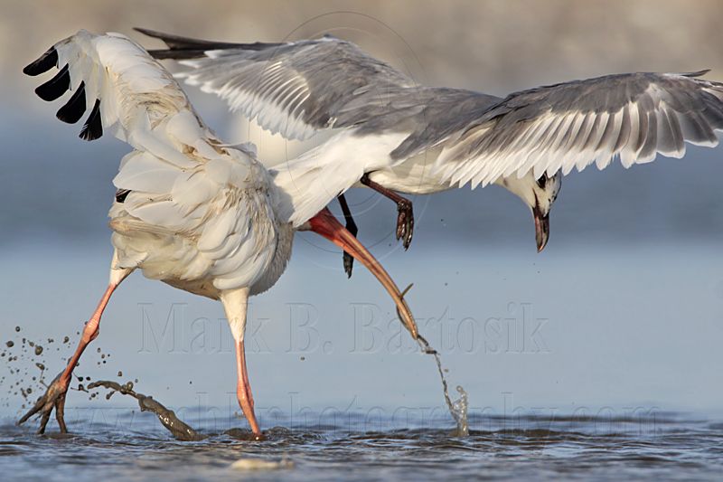 _MG_5795 White Ibis & Laughing Gull.jpg