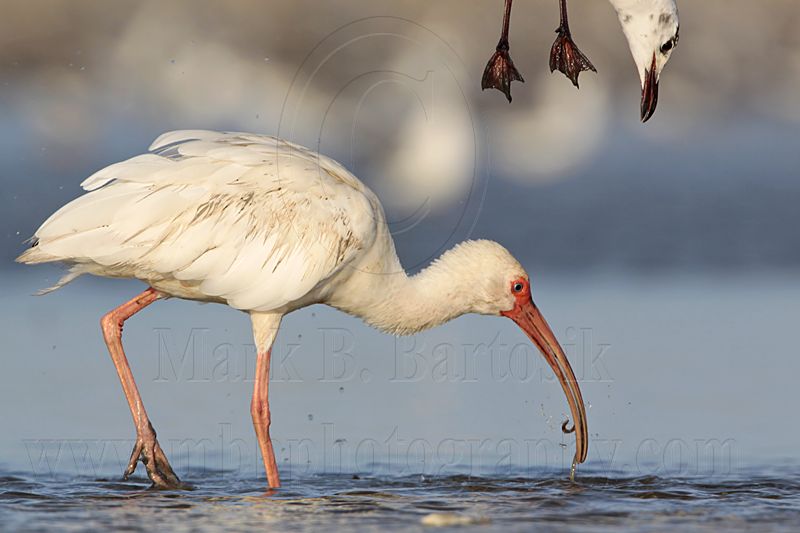 _MG_5800 White Ibis & Laughing Gull.jpg