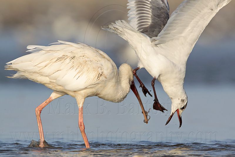 _MG_5801 White Ibis & Laughing Gull.jpg