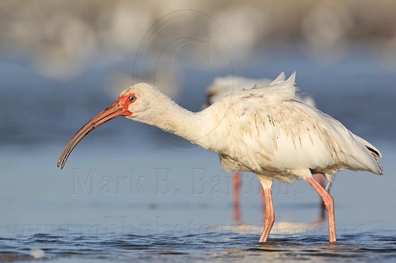 _MG_5811 White Ibis.jpg