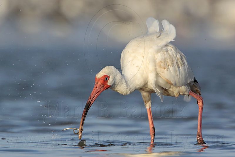 _MG_6002 White Ibis.jpg