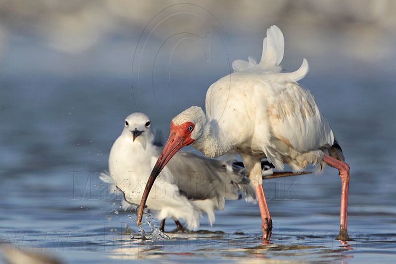 _MG_6008 White Ibis & Laughing Gull.jpg