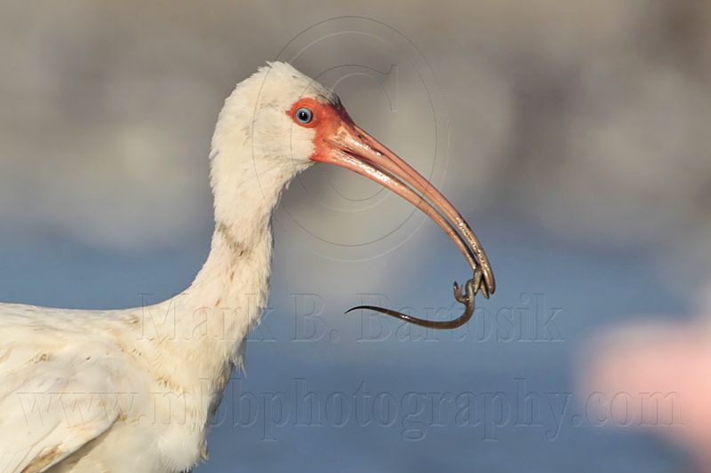 _MG_6074 White Ibis.jpg